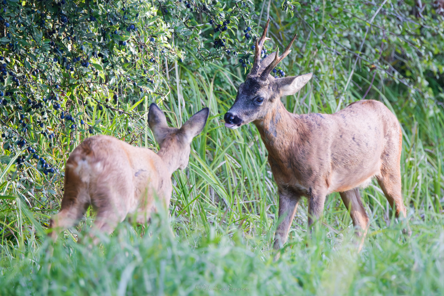 Galerie à fourrures