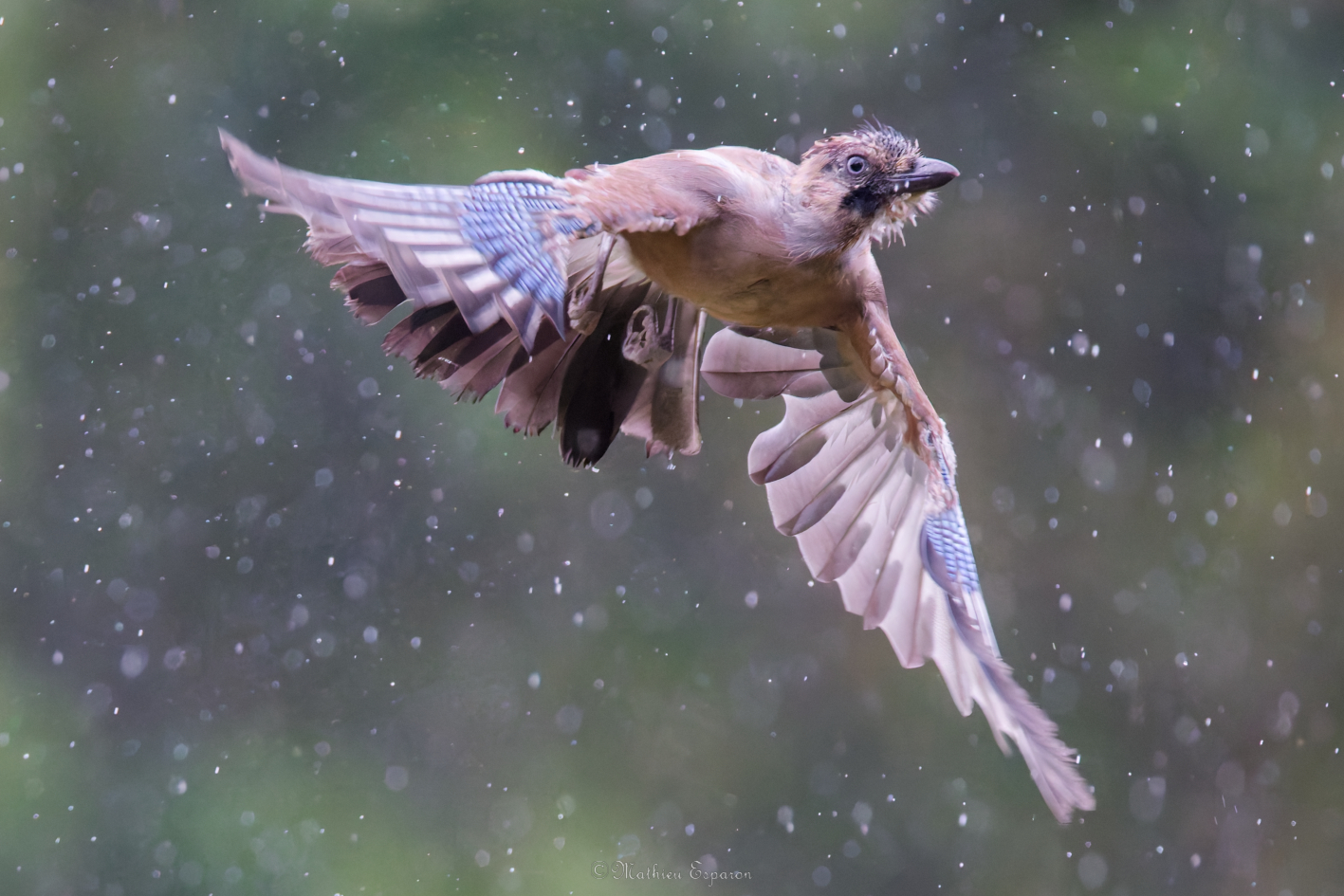Le geai des chênes sous la pluie