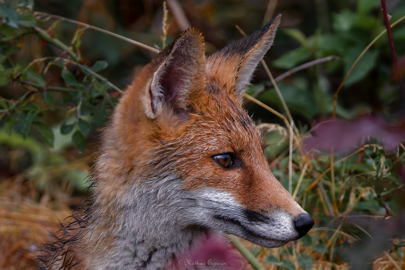 Renardeau pensif été 2025