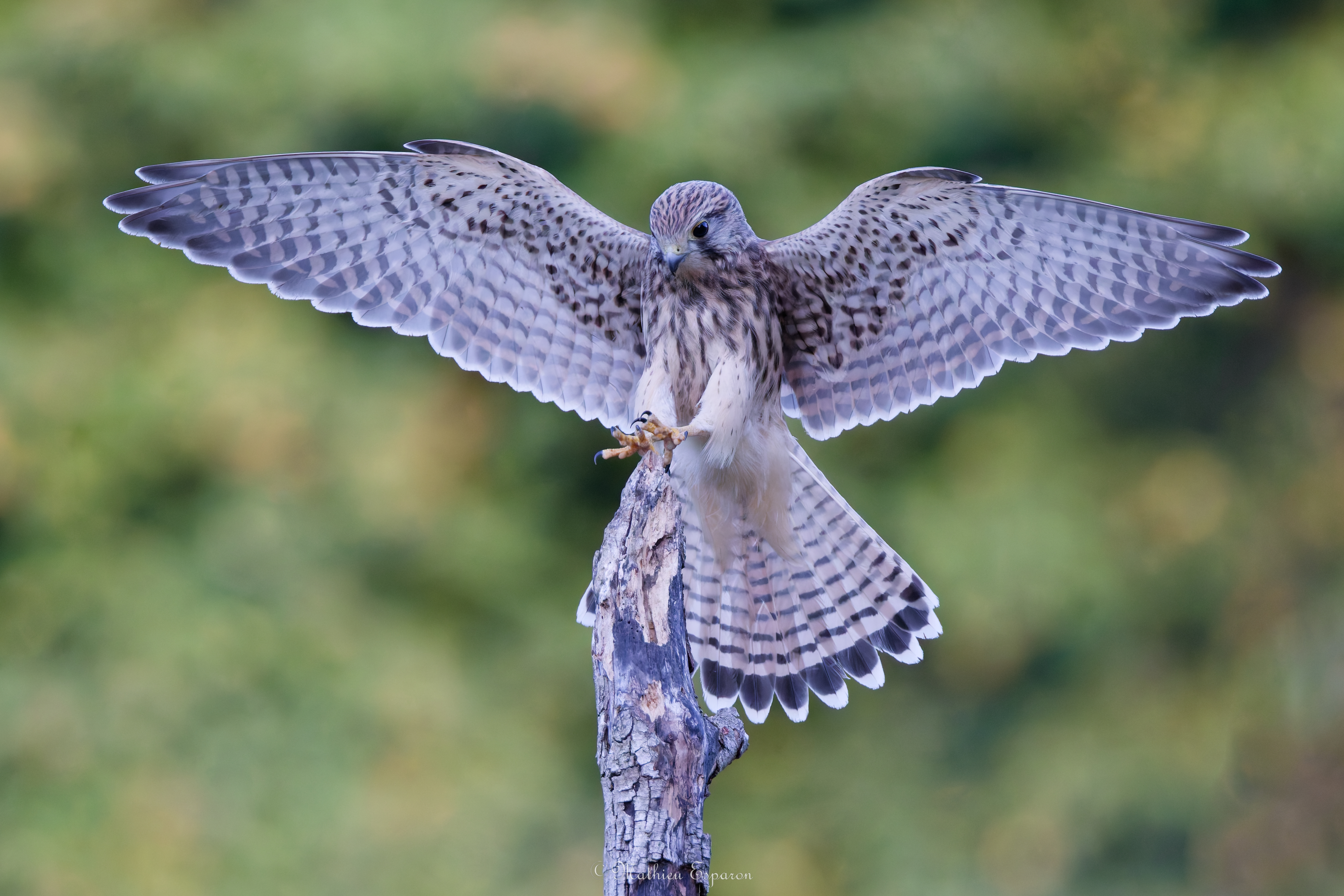 Le faucon crécerelle
